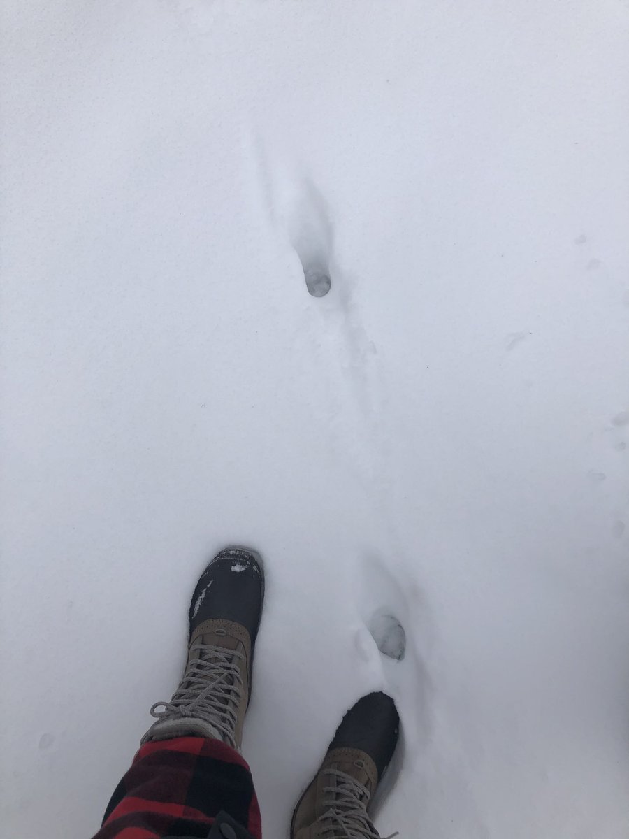 stephenglish1's tweet photo. Talking about the different types of snow βοΈ and the sounds we heard walking through our winter wonderland #scdsb #scdsboutside thanks for the library book @quaffleball @AndrewHunterES @RloschRobbie https://t.co/SZjV1SOmfI