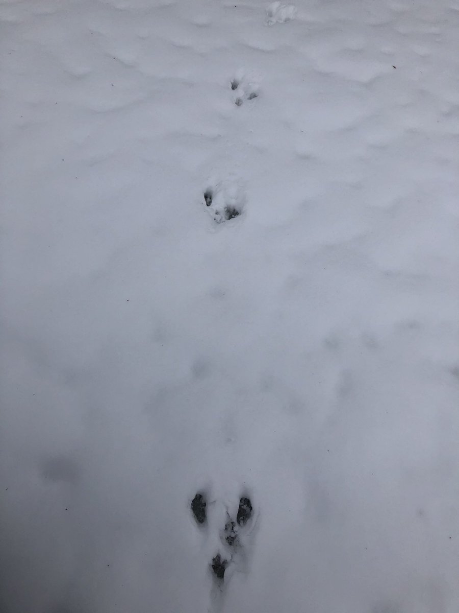 stephenglish1's tweet photo. Talking about the different types of snow βοΈ and the sounds we heard walking through our winter wonderland #scdsb #scdsboutside thanks for the library book @quaffleball @AndrewHunterES @RloschRobbie https://t.co/SZjV1SOmfI