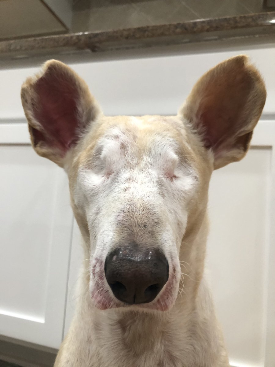 Half dog. Half Kangaroo. 100% Amazing!