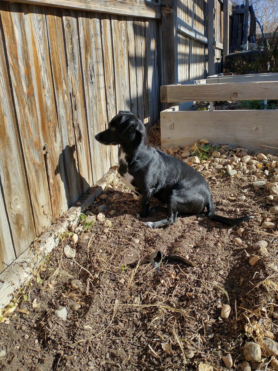 "If I bark enough at the dog on the other side of the fence, we'll be best friends!" -Marvin
.
.
.
#doglogic #Dog #dogsoftwitter #chiweenie #doglife