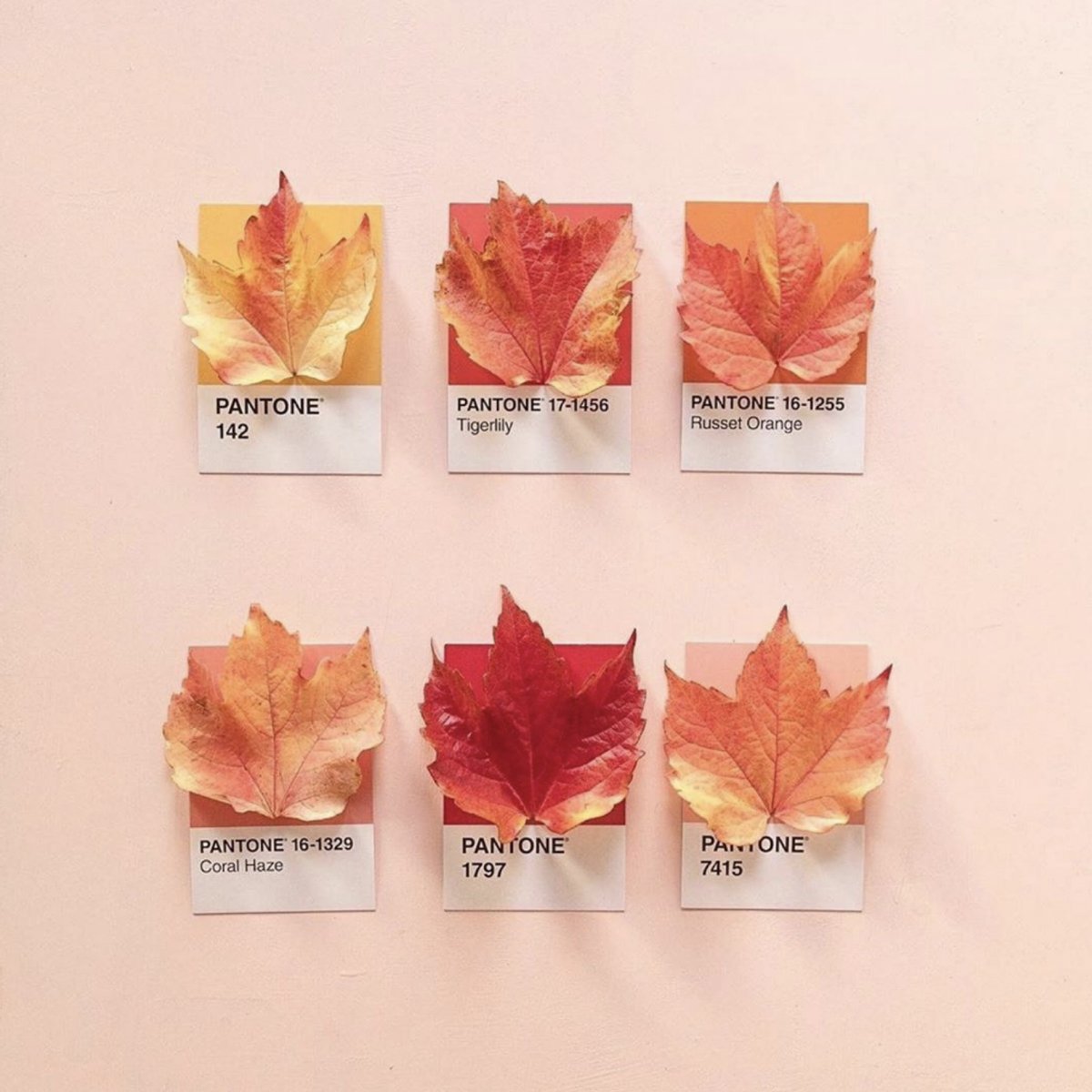MatrixPartners_'s tweet image. The leaves might be seasonal, but we’re obsessed with this gorgeous fall color palette 365 days a year! 😍 🍁 🍂 💛 🧡 #pantone #fallcolorpalette
