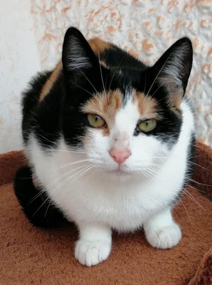 MADONNA
Lugar; #CiudadReal 
Edad:08/04/2020
whatsApp 646456140

Linda,cariñosa,divertida y muy mimosa,a ver si logramos encontrar a su familia y así no quedarse sólita, cuando se vayan sus hermanitos😔.
UN HOGAR PARA MADONNA?
REALMENTE LO NECESITAA!

👉👉 facebook.com/30417366658338…