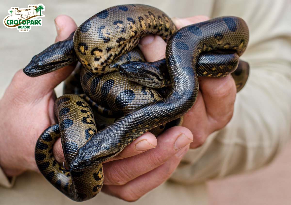 CROCOPARC's tweet photo. LES ANACONDAS SE PLAISENT À CROCOPARC AGADIR.
Cette nuit 27 anacondas verts (Eunectes murinus) sont nés à Crocoparc. Les plus grands mesurent 83 centimètres pour 280 grammes...
https://t.co/yHkrn8ECWl https://t.co/lKfdh3MLQF