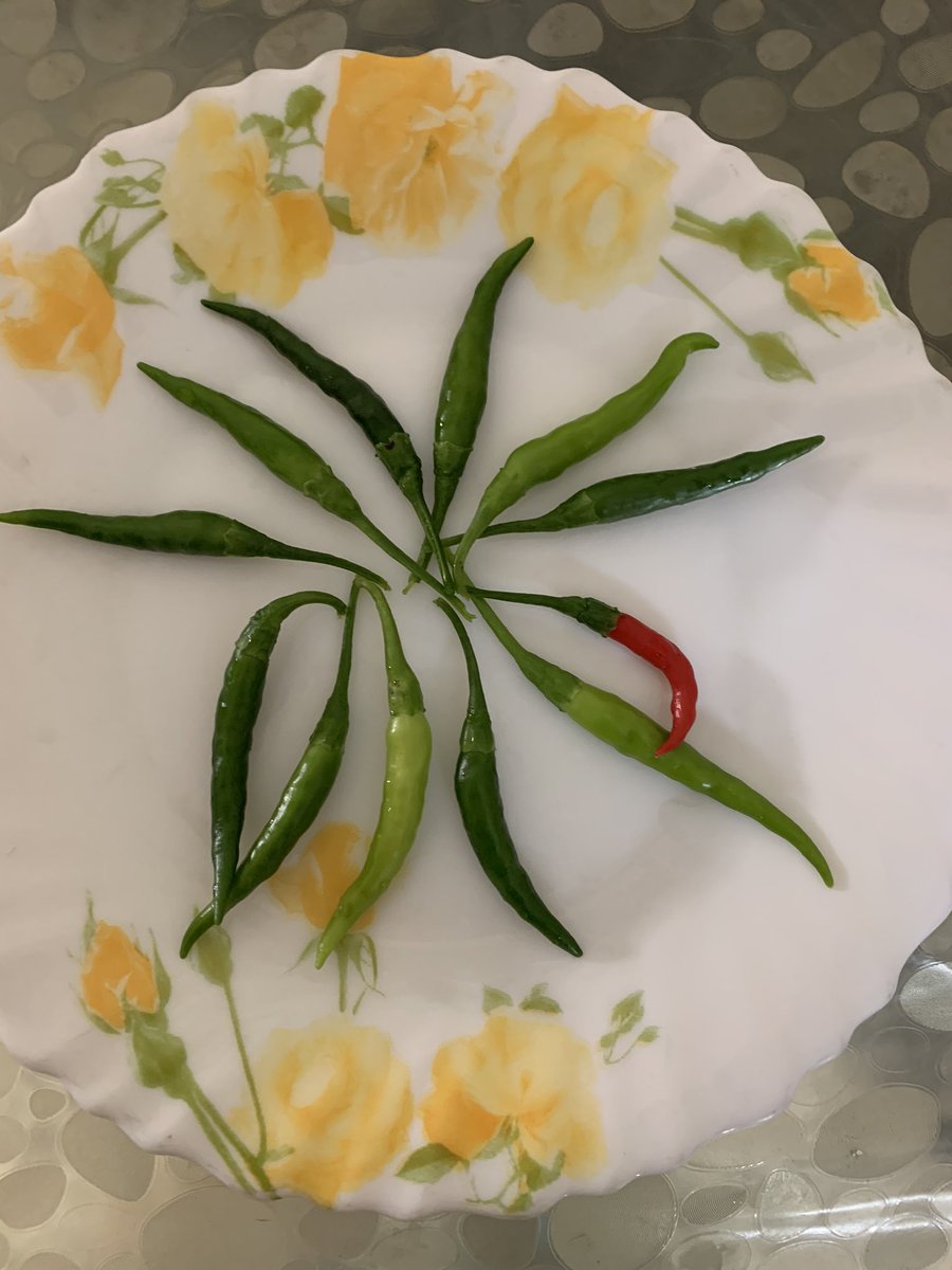 MahakSharma23's tweet photo. now it’s raining chillis 🪴 ...#letnaturedoitsthing..#happinessunlimited https://t.co/mqB9d9b7W5