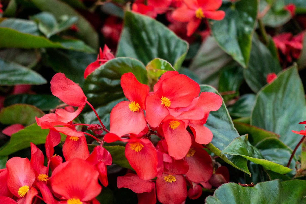 - Begonia - Begonia is a flower originally from tropical and subtropical climates. It is a genus that contains more than 1000 species. The meaning of this flower is usually negative. It can be gifted to someone as a sign of danger and misfortune.