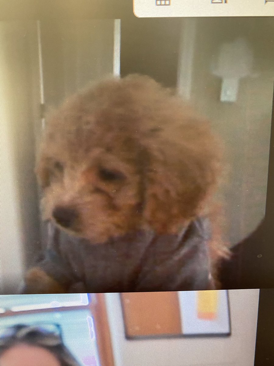 If there is any plus to virtual learning, it is meeting all the dogs.