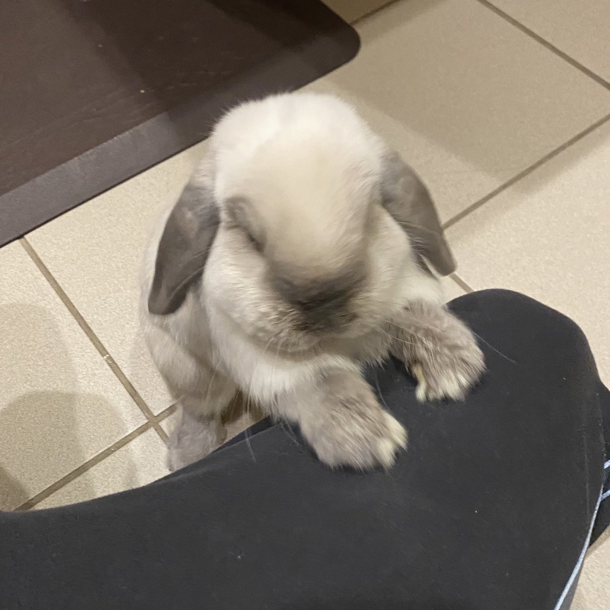 OptimistDad's tweet photo. He thinks he’s a puppy #bunny #rabbit #puppy https://t.co/zwdWbOWeEA