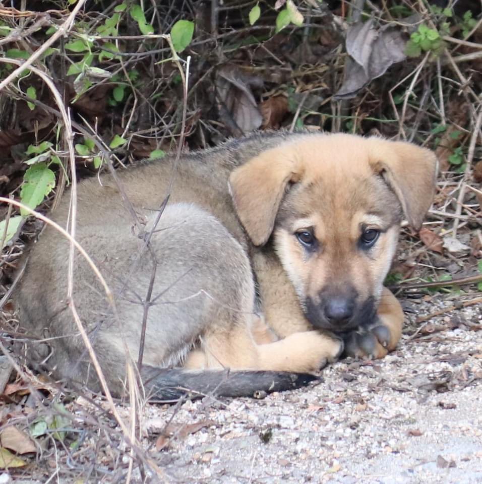Rudozem Street Dogs tweet media