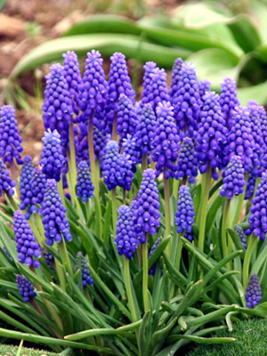 - Muscari -Muscari's common name is grape hyacinth but it should not be confused with hyacinths. It is a perennial plant originally from Euroasia. It is symbol of power and confidence. Also symbol of wisdom, mystery and creativity.