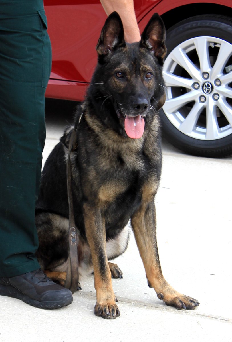 #ShepHappens!

It's time for another #ShepHappens t-shirt giveaway.

For every 100 RTs this tweet gets, we will select a random winner to win a t-shirt!

How many RTs can this hard working K9 get?

RT RT RT!