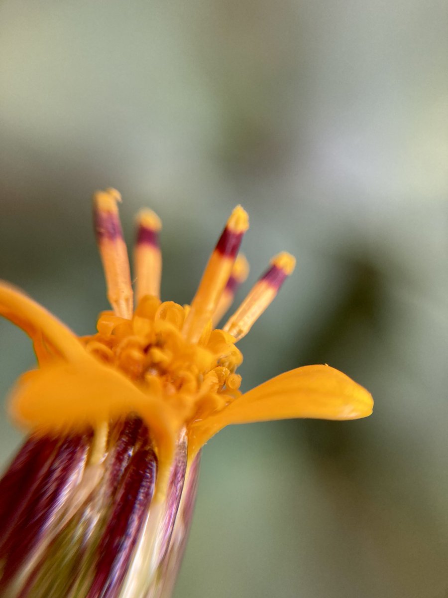 luis_vigosa's tweet photo. Simsia lagascaeformis, Compositae #botany #flowers #taxonomy #plants #asteraceae #compositae #heliantheae #simsia #simsialagascaeformis https://t.co/brIArUsLpt