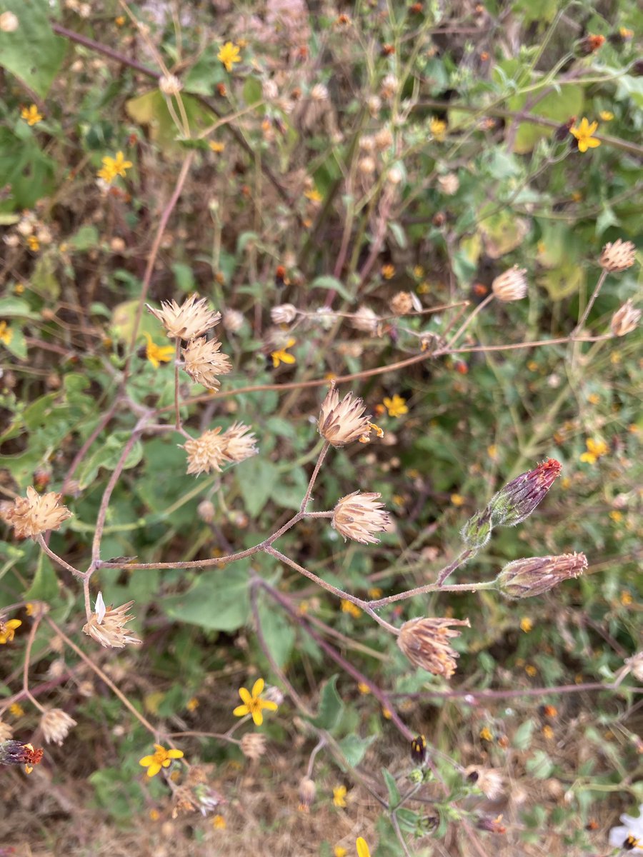 luis_vigosa's tweet photo. Simsia lagascaeformis, Compositae #botany #flowers #taxonomy #plants #asteraceae #compositae #heliantheae #simsia #simsialagascaeformis https://t.co/brIArUsLpt