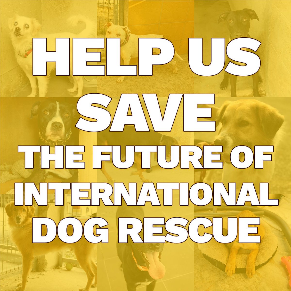 cyprusdogrescue's tweet photo. WE NEED YOUR HELP!

Eurotunnel Le Shuttle: Reverse draconian decision by Eurotunnel costing the lives of rescue dogs around the world - Sign the Petition! https://t.co/2IVNYatDQB via @UKChange

#rescuedogs #cyprusrescuedogs #dogsoftwitter #dogs https://t.co/BApWdsDBqo