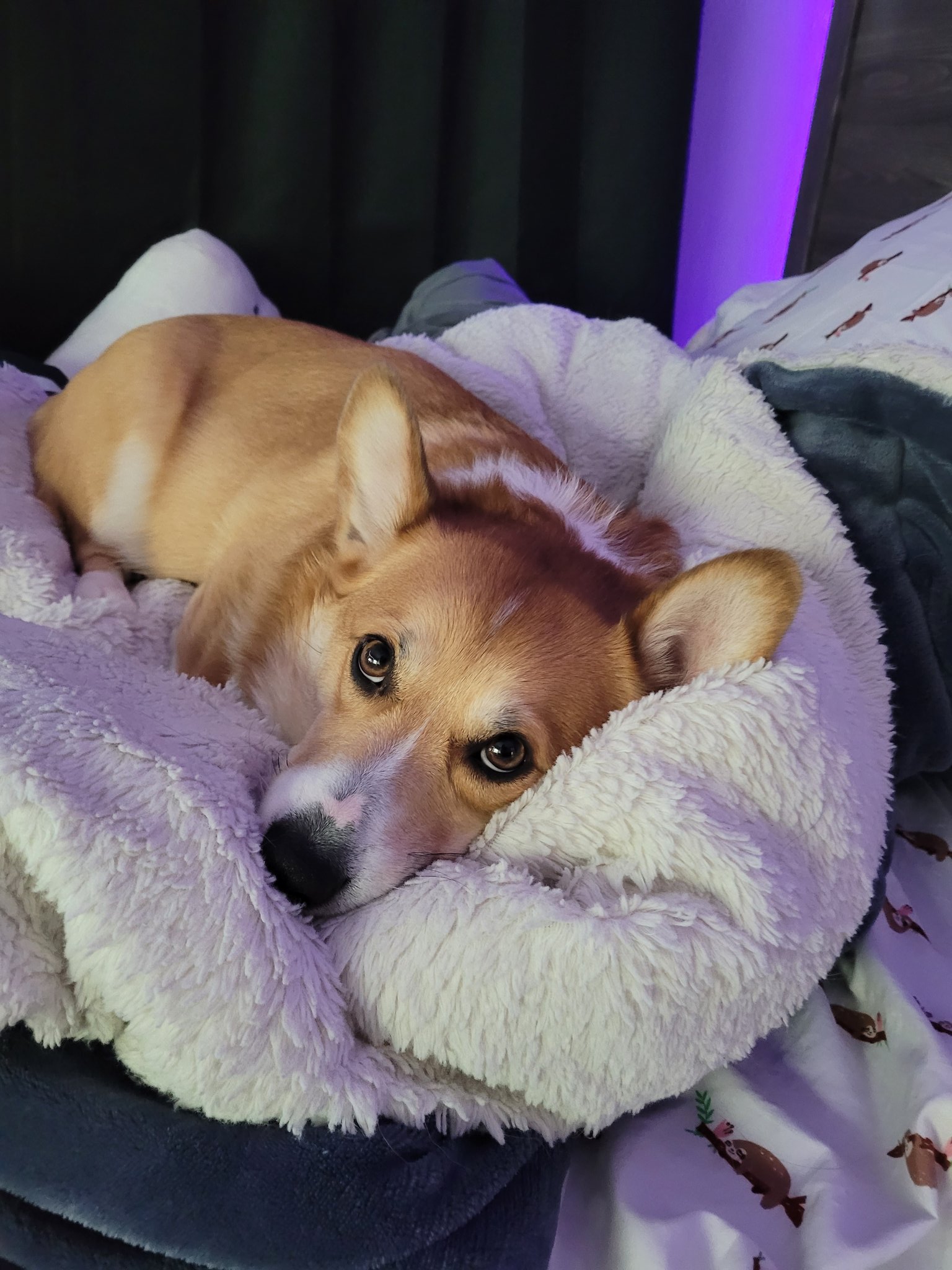Look at him 🥰 https://t.co/D14WbKpka3