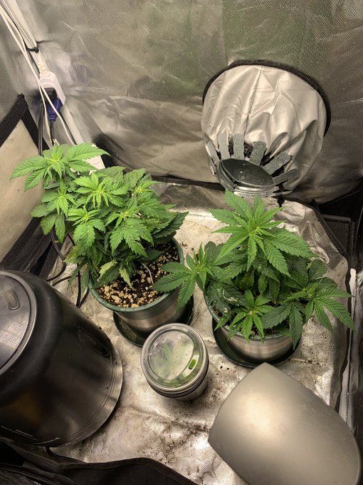 Click. Click. *BOOM* those are only 1 gallon pots. What should I name them? #trees https://t.co/5Yal<a href="/tag/trees"class="tags"><span>#trees</span></a>