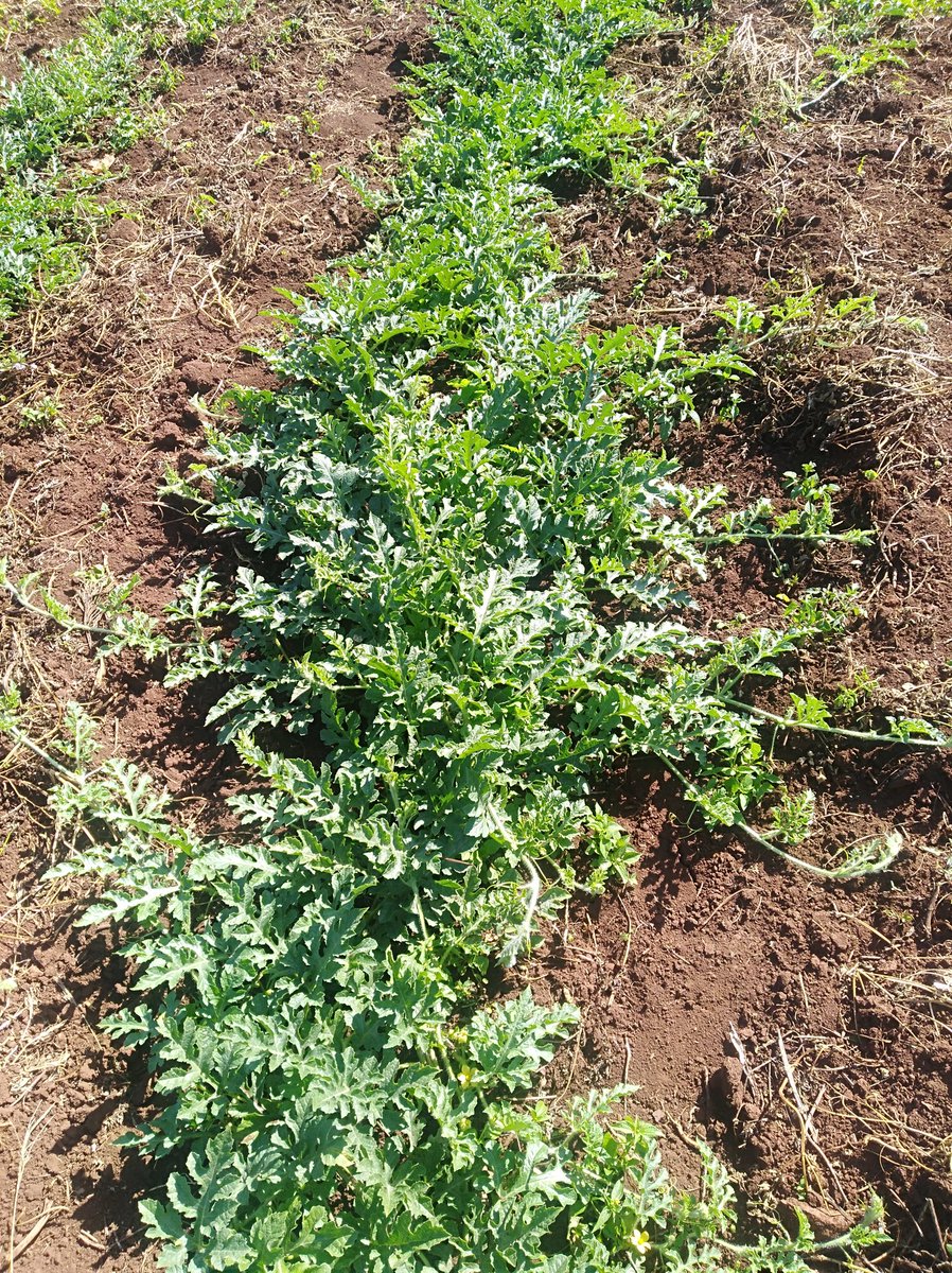 Amos_Moruri's tweet photo. My progress with watermelon has been quite impressive until today, I saw one of the fruits attacked by a pest. Alternating insecticides after every seven days but still achieving 100% control is quite challenging. #openfield #Farming  #conventionalfarming #kilimo @ERICROSANA2 https://t.co/ZQyA6hlXvz