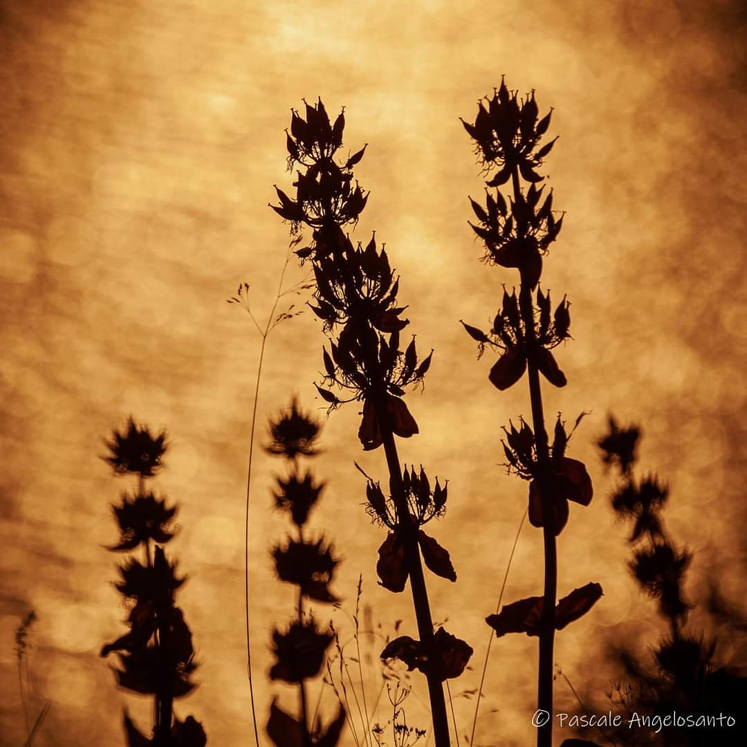 P_Angelosanto's tweet photo. Un soir d'été, d'insouciance, de nature. #zen #goldenhour #sunset #aubrac #contrejour #ombre #nature #NaturePhotography https://t.co/gmoFoOaiZt