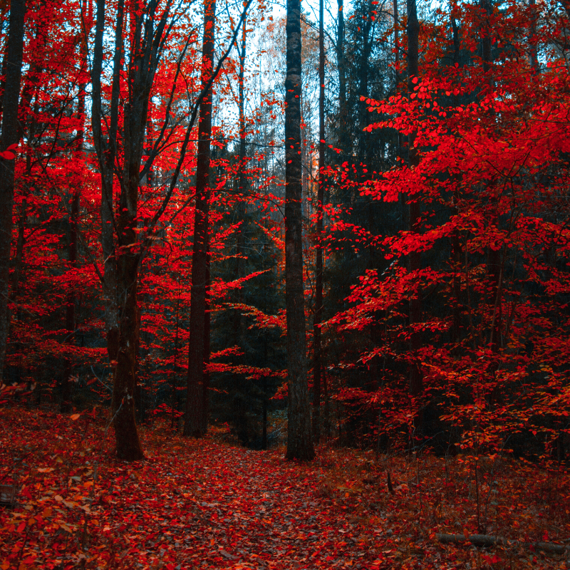 The beautiful color of fall! 🍂

📸 credit: <a href="/art_3m/">Atem</a>

#Quupe #QuupeLife #FallInVancouver #Rental #RentFilmGear #HireACamera #Canon #Sony #Nikon #Lens #Photography #Travel #Vancouver #vancouver_canada #vancity #vancitybuzz #vancitylife #vancouverbc #Event #Vacation #Holiday #Camera
