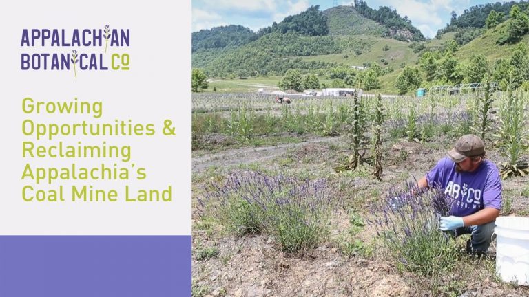 New blog post is up! Learn more about our lavender and mission here at ABCo! appalachianbotanical.com/blog/

#blog #lavender #lavenderfields #westvirginia #westvirginialiving #shoplocal