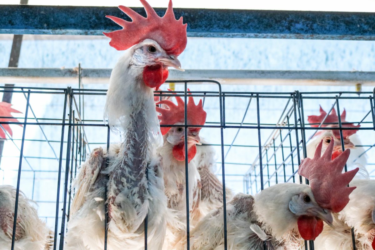Exigen al gobierno, regular la industria del #huevo por extrema #crueldad contra gallinas. 🐔😢

Viven canibalismo, fracturas y en jaulas del tamaño de una hoja de papel.
Más Info👉 bit.ly/2HfhCrg