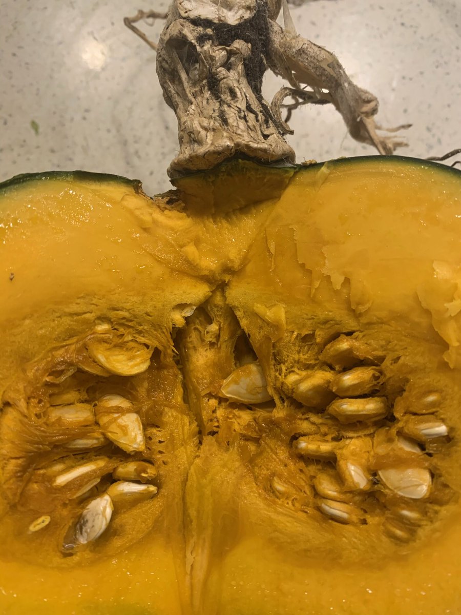 rosy_naylor's tweet photo. Getting ready to send homegrown Cyprus kaboucha squash seed to the #plot55b Seed Library. #yummydinner
#allotmentproject #seedlibrary @FelicityBristow #susiewilson #artandfood https://t.co/J1KlNJR4s6