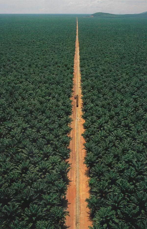 OnlyAfricaFacts's tweet photo. South America has 300 million hectares of uncultivated cropland;

Africa? 590 million hectares (1.46 billion acres).

Even as we lost land the size of USA to Sahara Desert (9.4 million Sq. km), Africa still holds 60% of the world's uncultivated cropland.

Yet poverty is king. https://t.co/ih5xVCVskh