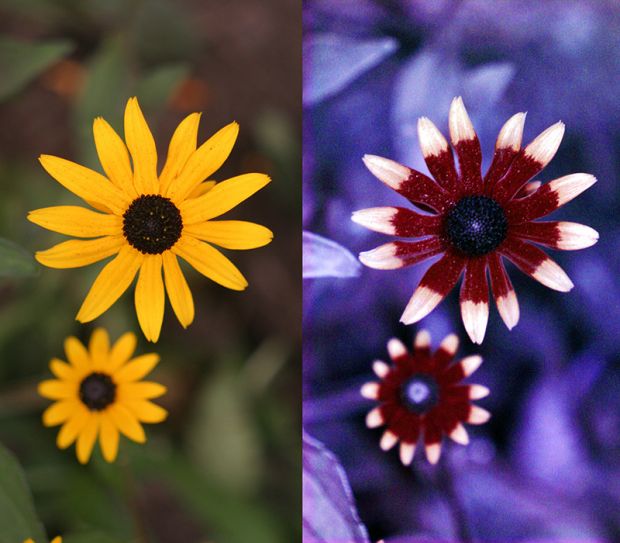 Color and light is a mere fraction of the full electromagnetic spectrum. So many cones of vision exist beyond the three that the human eye has alloted, tetrachromat reptiles, psychedelic kaliedescope mollusks, landing patterns on flowers for bees, magnetic fields visible to frogs