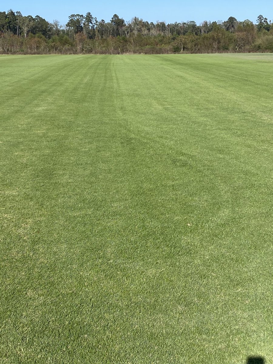 gy_gatf's tweet photo. Celebration Bermudagrass #overseeded #greenacresturfsc.com https://t.co/gis0SeRHRU
