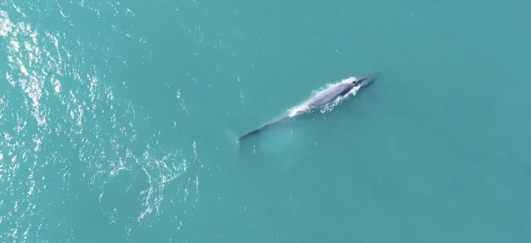 chloemzoology's tweet image. An encouraging comeback story: The blue whale spotted off of South Georgia brings hope to the return of a critically endangered species 🐋  #bbcscience #whale #conservation #EBE2020 #bbc