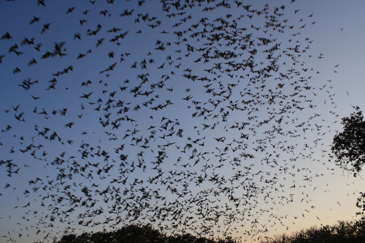 seannealon's tweet photo. .@OregonState researchers win @USFWS national prize challenge to defeat white-nose syndrome in bats: https://t.co/GamTrUIGM9 https://t.co/JWFNrepmjV