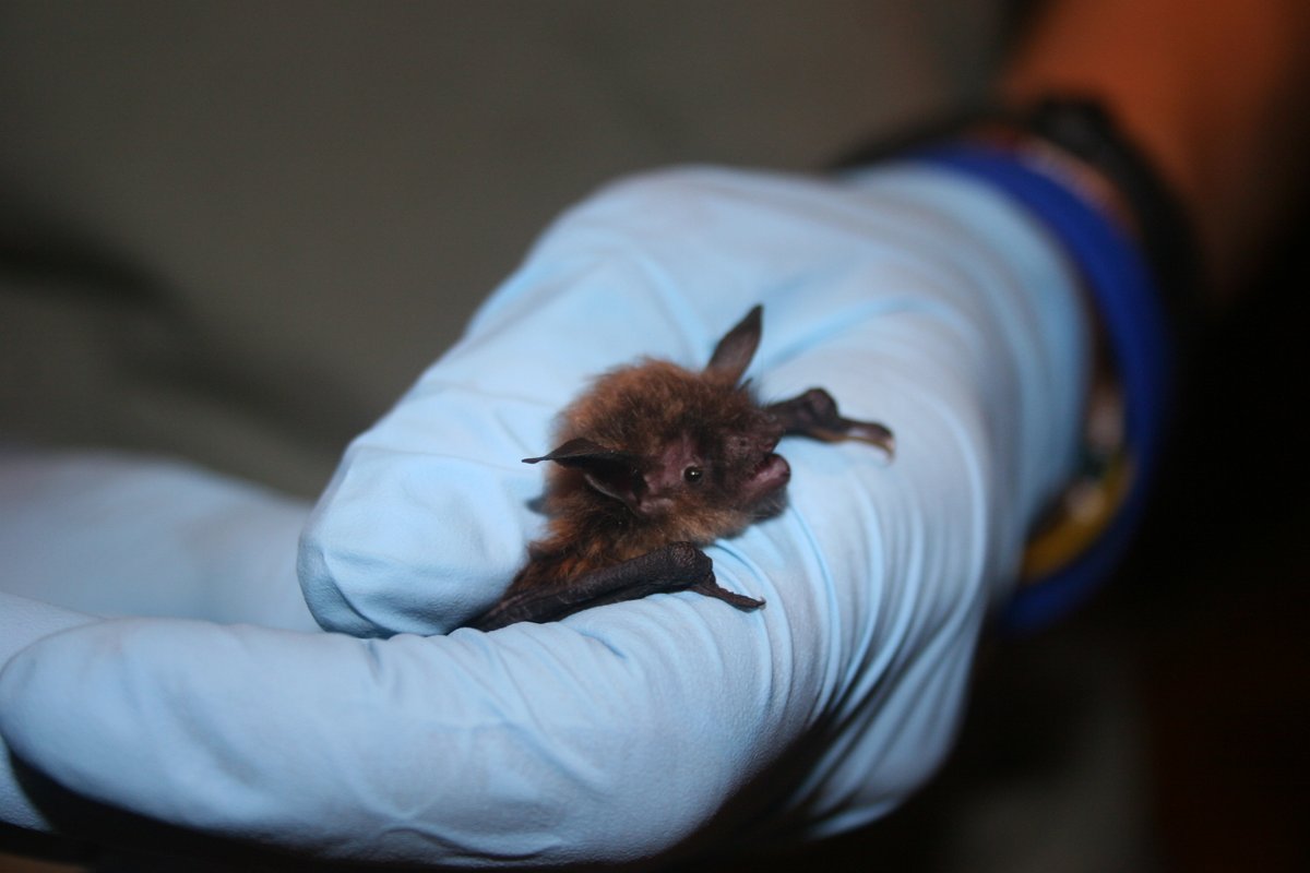 seannealon's tweet photo. .@OregonState researchers win @USFWS national prize challenge to defeat white-nose syndrome in bats: https://t.co/GamTrUIGM9 https://t.co/JWFNrepmjV