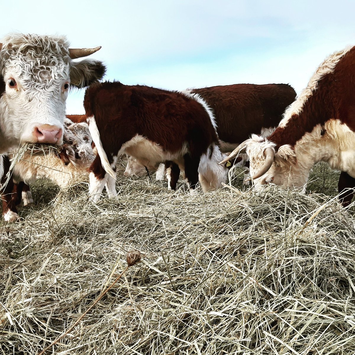 ConygreeFarm's tweet photo. We still have a little deferred grazing to go at but bale grazing has begun. The cows love our high protein tasty sainfoin hay. 

Thank you @CotswoldSeeds @RealFarmED #pastureforlife #nograin #grazing #sainfoin #organic https://t.co/IKKCu3eq34