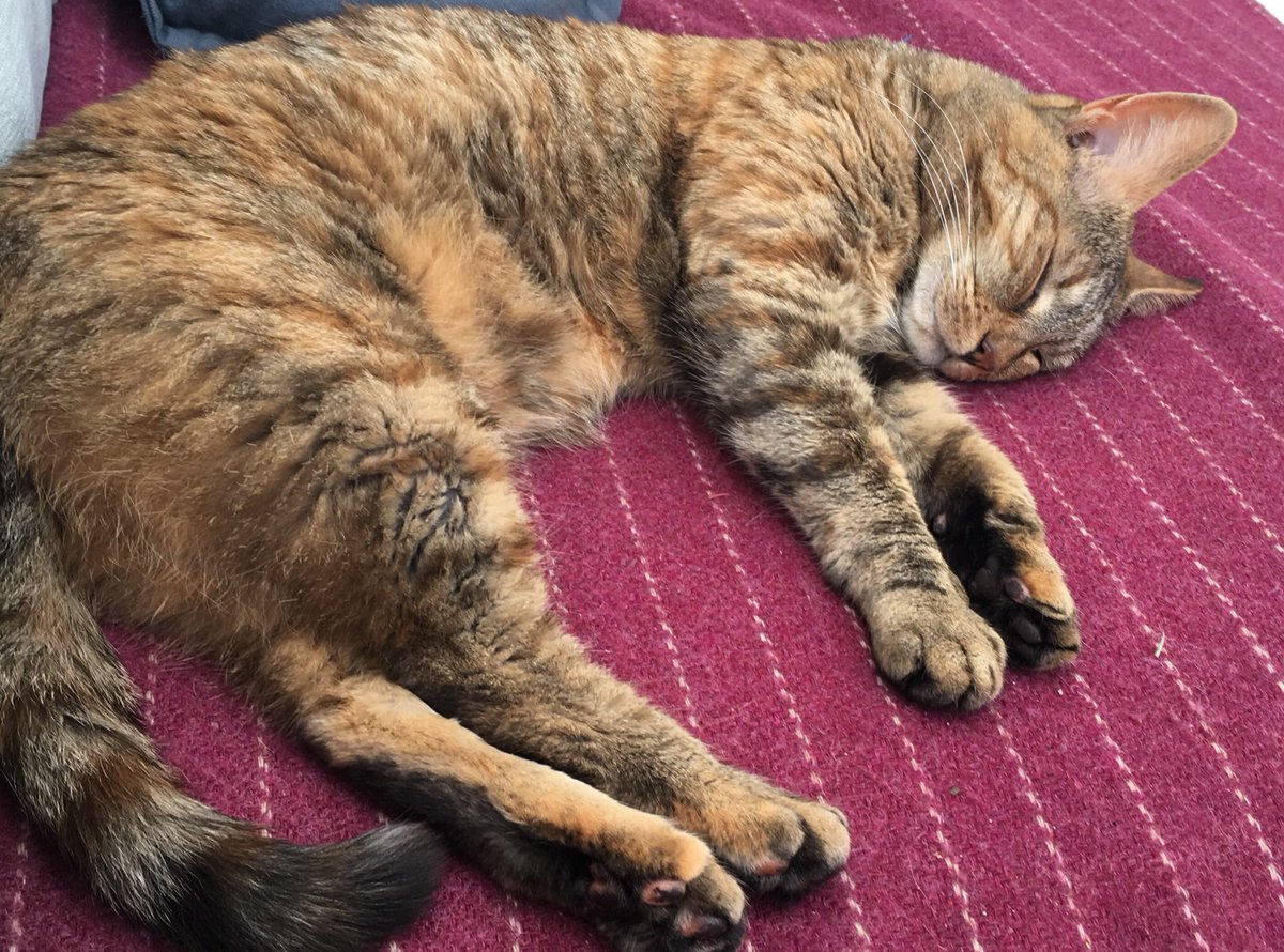 FiGlenCardioVet's tweet photo. My beloved cat Margot has wandered off. I am beside myself with worry.

We live on Grove Park Avenue in #Bristol (#BS4). She was last seen on the street outside our house at 5pm on Wednesday 18th November. 

If you are local and can share I’d be so grateful. She my dæmon 🥺 https://t.co/8gu6uJj9df