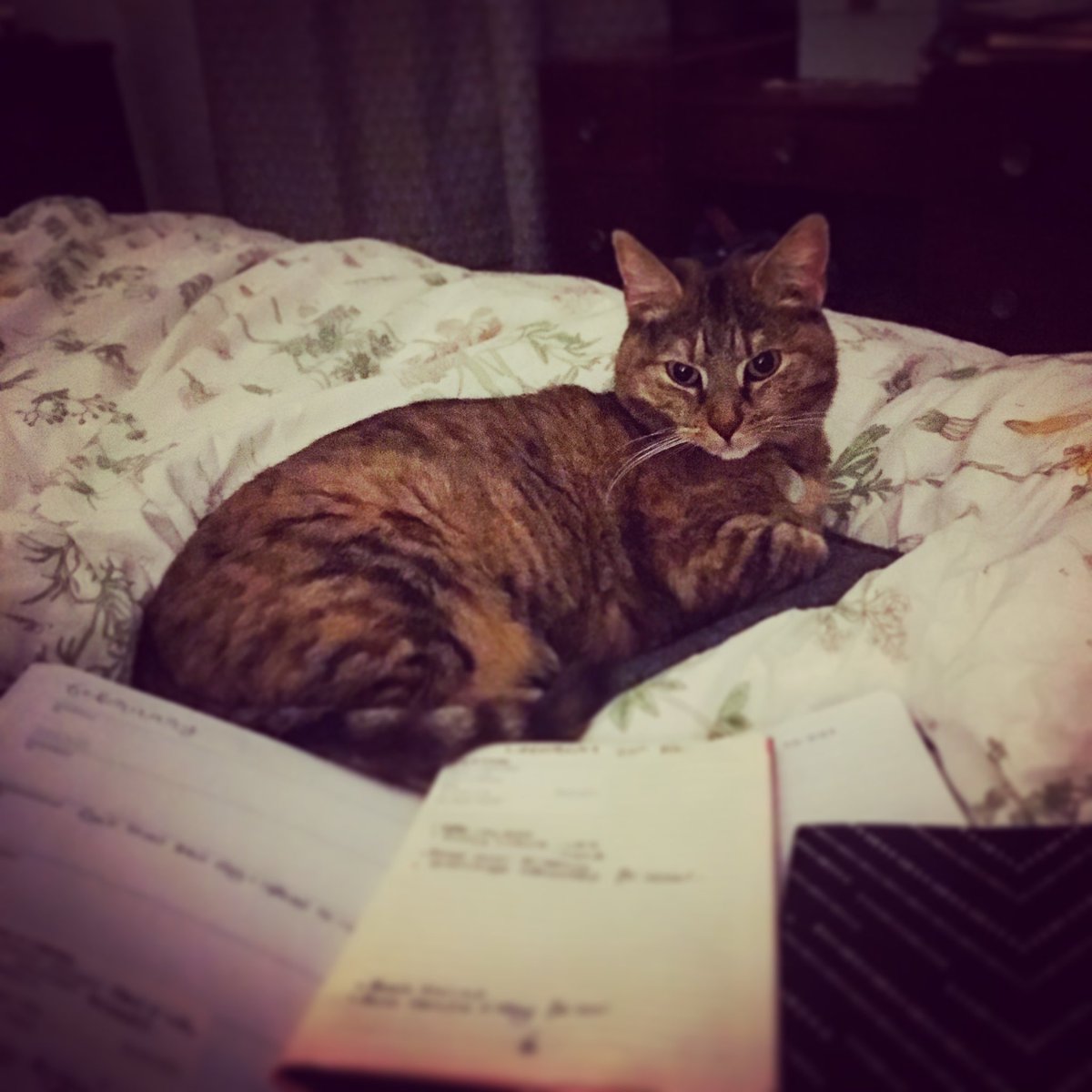 FiGlenCardioVet's tweet photo. My beloved cat Margot has wandered off. I am beside myself with worry.

We live on Grove Park Avenue in #Bristol (#BS4). She was last seen on the street outside our house at 5pm on Wednesday 18th November. 

If you are local and can share I’d be so grateful. She my dæmon 🥺 https://t.co/8gu6uJj9df