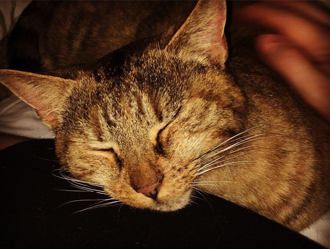 FiGlenCardioVet's tweet photo. My beloved cat Margot has wandered off. I am beside myself with worry.

We live on Grove Park Avenue in #Bristol (#BS4). She was last seen on the street outside our house at 5pm on Wednesday 18th November. 

If you are local and can share I’d be so grateful. She my dæmon 🥺 https://t.co/8gu6uJj9df