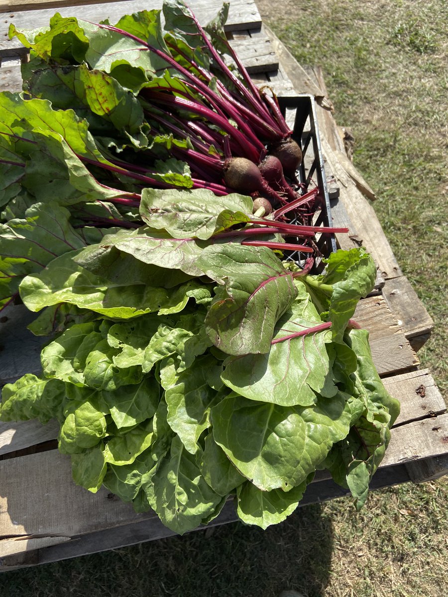 VictoriaEastFFA's tweet photo. The fall garden is producing!! #agriculture @VictoriaISD @VEHSTitans https://t.co/px87xFn4oC