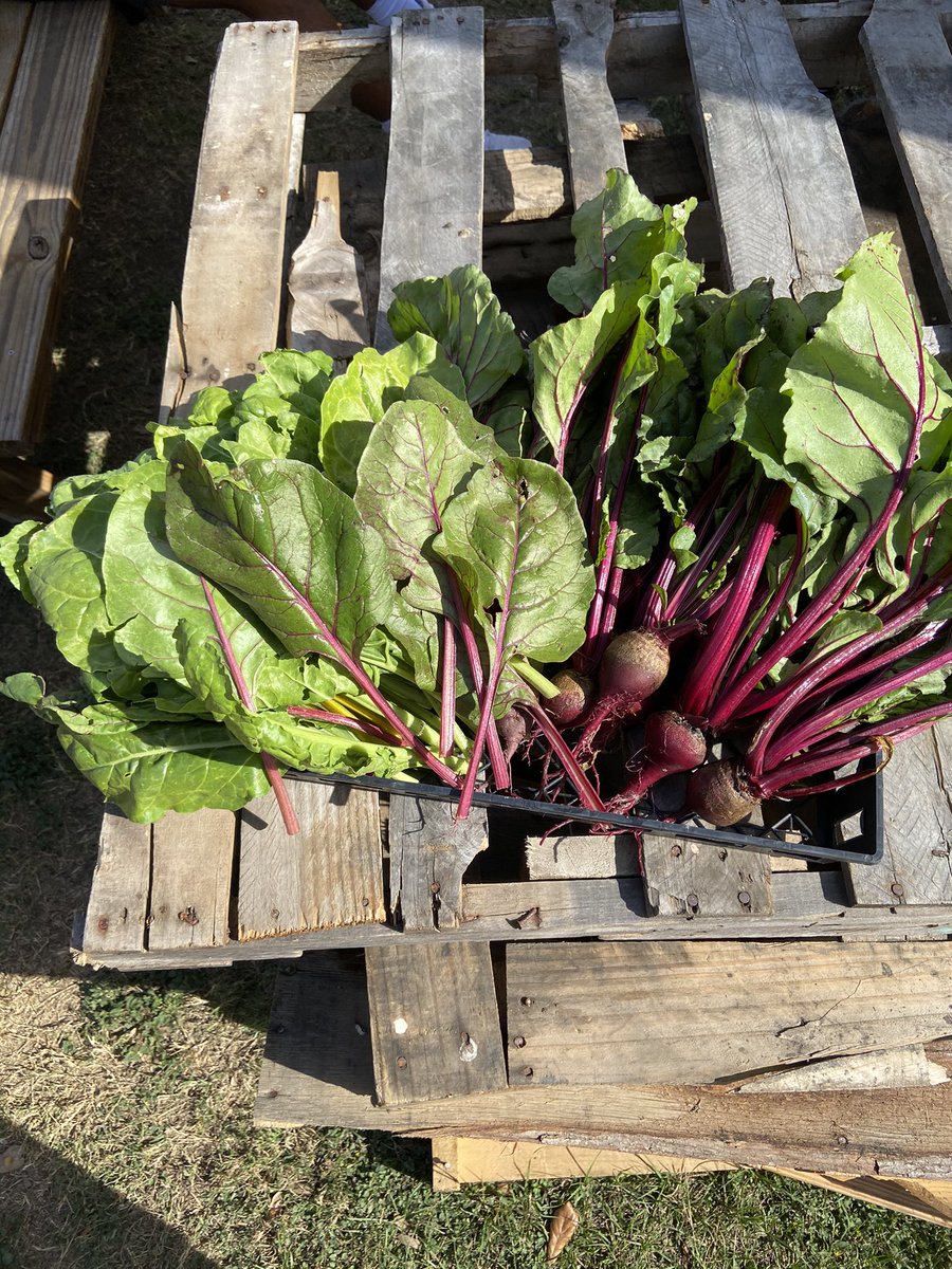 VictoriaEastFFA's tweet photo. The fall garden is producing!! #agriculture @VictoriaISD @VEHSTitans https://t.co/px87xFn4oC
