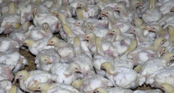 Cat_Kapow's tweet photo. Yumble .@yumblekids appears to be kid-friendly, but the kids would be appalled 🙀😱to discover the truth behind the brand's #chicken🐔#unethical #animalabuse #business  #yumble
🤥😡➡️https://t.co/I7H80NF4a8 https://t.co/4E5QzFhRcO