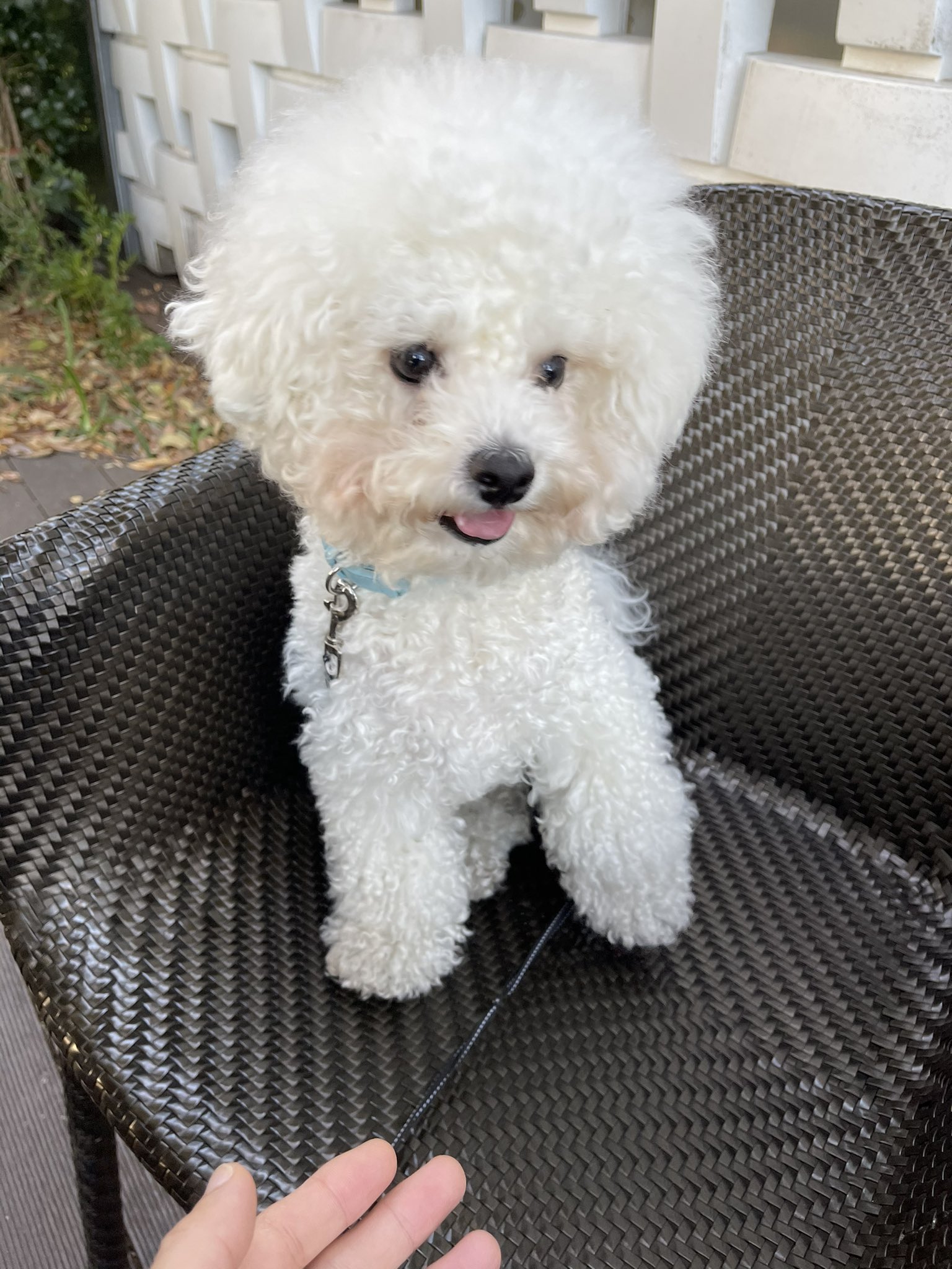 城山智彦 ウニたんと蔦屋 ウニしか勝たん ビションフリーゼ ビションフリーゼ子犬 Bichonfrise アフロ犬 ウニ 우유 子犬 お昼寝 犬のいる生活 トリミング T Co Fda0o8w6fo Twitter