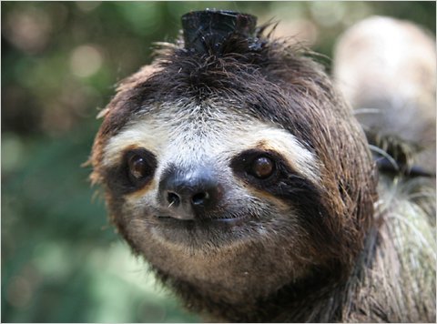 🦥 Tonight during NightSchool: The Slow Life of Sloths—Find out why this sloth is wearing a little hat, plus much much more! Tune in at 7pm PT, live on YouTube: bit.ly/3pmRlsg (📸: Bryson Voirin)