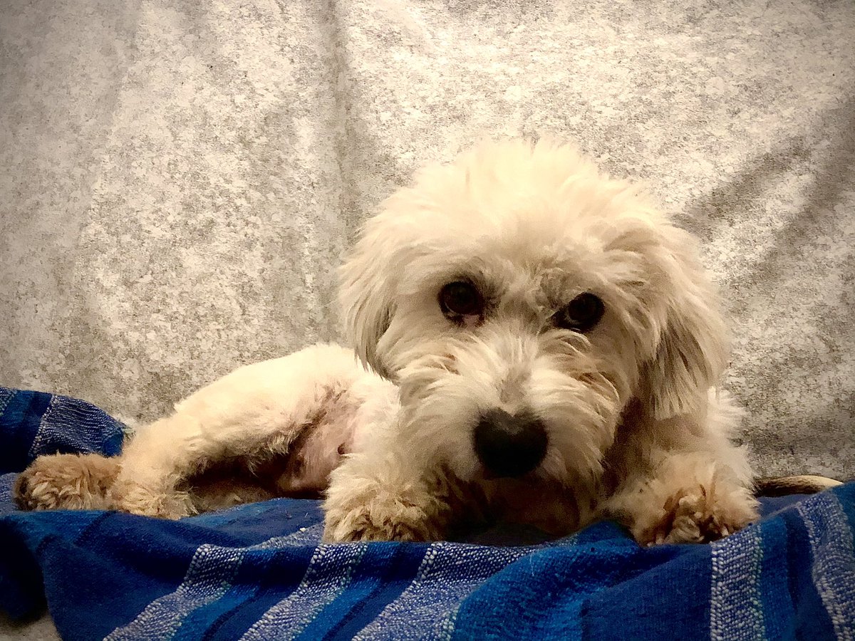 FabioArboit's tweet photo. “Ciao a tutti, io sono Etta, domani mi tocca il vet per vedere se l’otite mi è passata. Qui a casa #Arboit mi trovo bene con tre gatti e un cane. Se potete fate come ha fatto il mio capobranco #adottatedalcanile grazie” https://t.co/LLwQ1Y1KG3