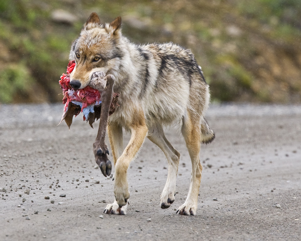 DenaliNPS's tweet photo. Snack time! 🥬🍗🥩🍩
Which animal are you?

Beaver, fox, wolf: NPS photos
Squirrel: NPS photo / Kira Heeschen https://t.co/Qna6xG4Zjm