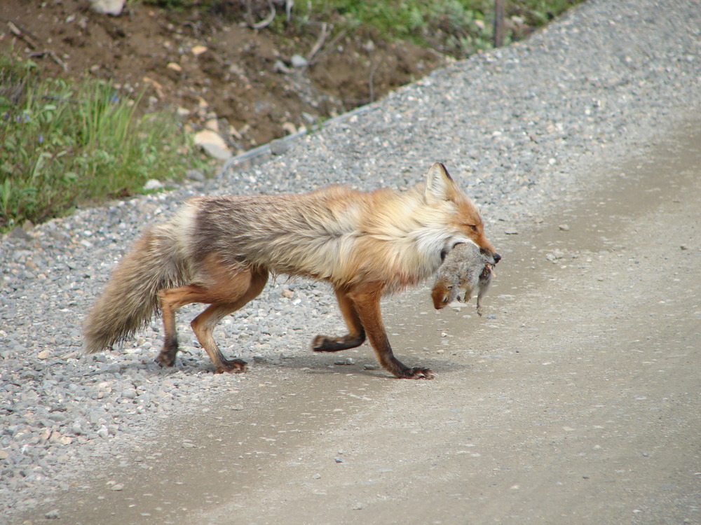 DenaliNPS's tweet photo. Snack time! 🥬🍗🥩🍩
Which animal are you?

Beaver, fox, wolf: NPS photos
Squirrel: NPS photo / Kira Heeschen https://t.co/Qna6xG4Zjm