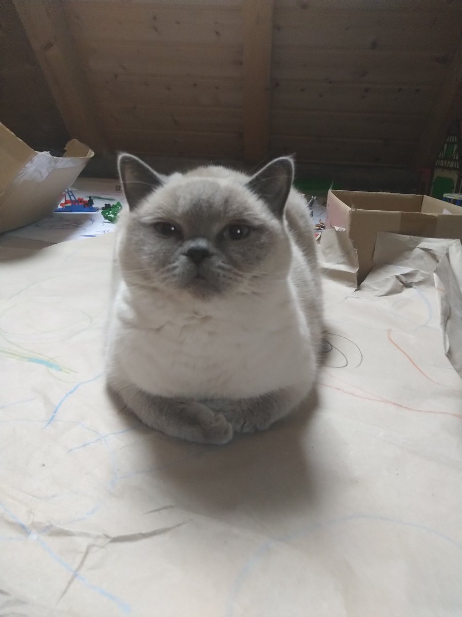 Miezebiene's tweet photo. @MunchPudding @Howl_panfur @greggers014 Pfft....😼 #Lilacpoint I make my own hashtag #britishshorthairday ✊ https://t.co/6qVSteor17