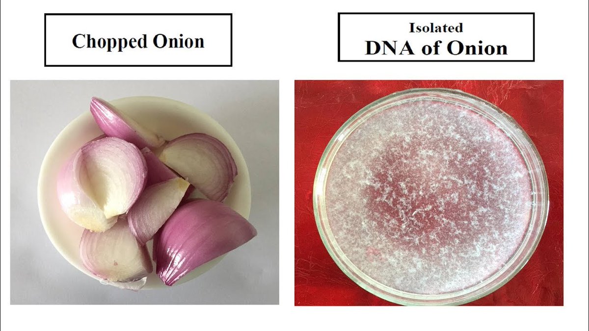 UnkHma's tweet photo. This week in biology... #106Week13LHF20 @UNKBiol106LH https://t.co/SgGO9BXVfV