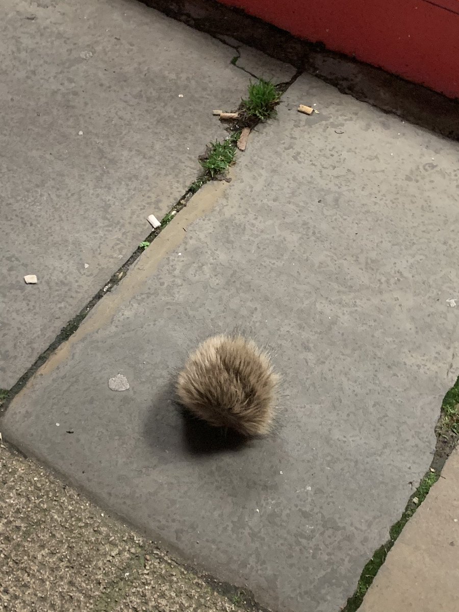 Poor wee lost hedgehog on Great Western rd - turns out I was trying to rescue a bobble off a hat