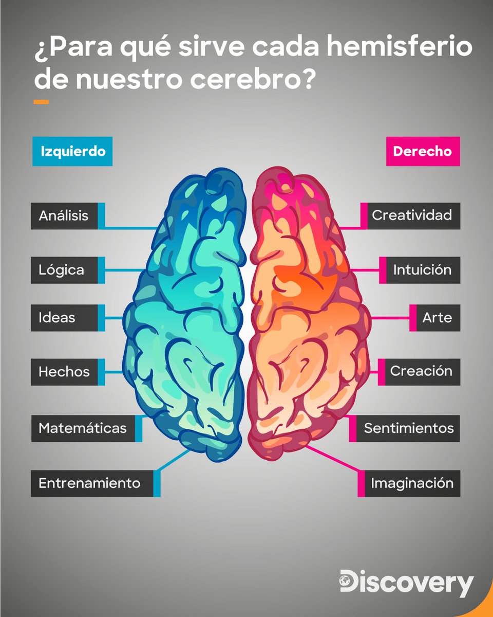 DiscoveryLA's tweet photo. ¡Descubre cómo funciona cada hemisferio de nuestro cerebro! 🧠 https://t.co/6C0yFwGUEj