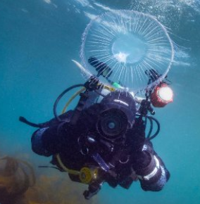 mcsuk's tweet photo. Our Young Ocean Optimist award goes to  @georgie_bull_ 🎉 dedicated Sea Champion, Seasearch diver &amp; youngest ever winner of the British and Irish Underwater Photography Championship. A great advocate for showcasing that the  marine life found in the UK is colourful and vital 👏 https://t.co/2WKO4W6yu6