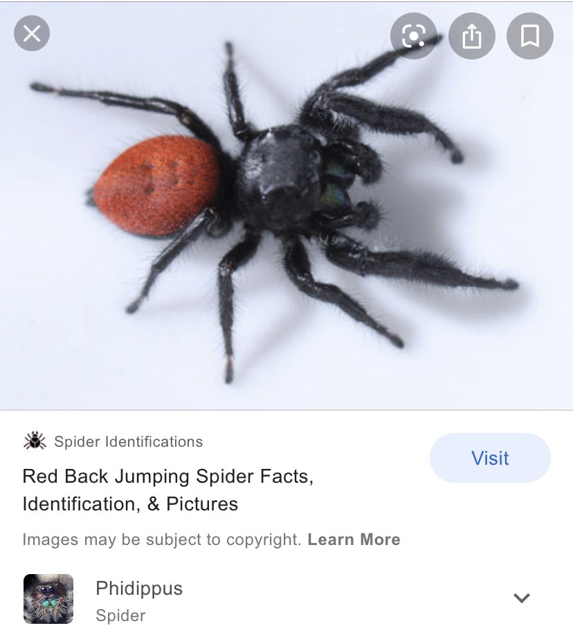 Sloane Sipihkopiyesis Okay It S A Big Jumping Spider Thank You For Nothing Sloane Sipihkopiyesis Okay It S A Big Jumping Spider Thank You For Nothing