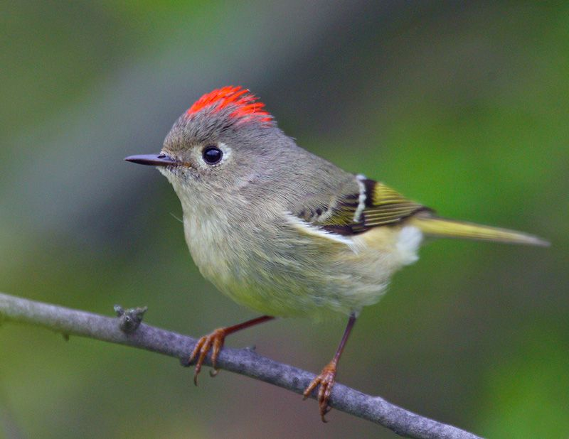 Птицы маленького размера. Ruby crowned Kinglet. Маленькая птица. Очень маленькая птичка. Маленькая птичка очень красивая.